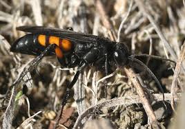 Attēlu rezultāti vaicājumam “Anoplius viaticus”