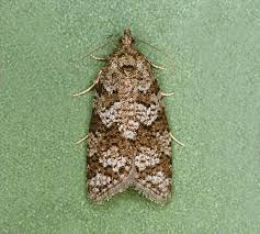 Attēlu rezultāti vaicājumam “Eana incanana”