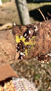 Attēlu rezultāti vaicājumam “Cribraria cancellata var. fusca stalked”