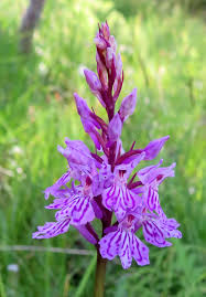 Attēlu rezultāti vaicājumam “Dactylorhiza incarnata leaf”