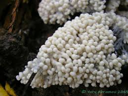 Attēlu rezultāti vaicājumam “Didymium crustaceum macro”