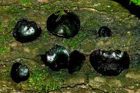 Attēlu rezultāti vaicājumam “Exidia glandulosa”