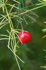 Attēlu rezultāti vaicājumam “Asparagus officinalis leaf”