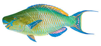 Image result for Scarus rubroviolaceus