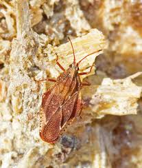 Attēlu rezultāti vaicājumam “Physatocheila smreczynskii”