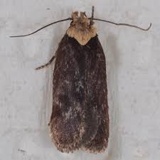 Attēlu rezultāti vaicājumam “Depressaria depressana”