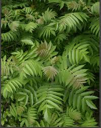 Attēlu rezultāti vaicājumam “Rhus typhina leaf”