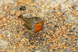 Attēlu rezultāti vaicājumam “Erithacus rubecula adult”