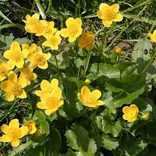 Attēlu rezultāti vaicājumam “Caltha palustris”