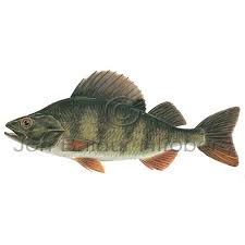 Attēlu rezultāti vaicājumam “Perca fluviatilis”