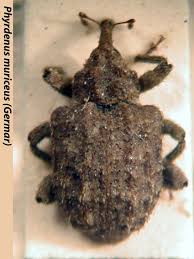 Image result for Coleoptera Curculionoidea