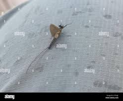 Attēlu rezultāti vaicājumam “Leptophlebia nebulosa”