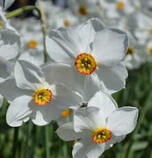 Attēlu rezultāti vaicājumam “Narcissus poeticus”