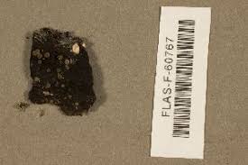 Attēlu rezultāti vaicājumam “Orbilia sp.”