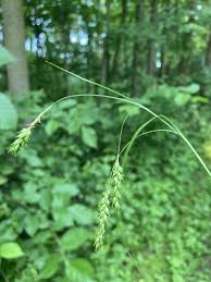 Attēlu rezultāti vaicājumam “Symphytocarpus flaccidus sessile”