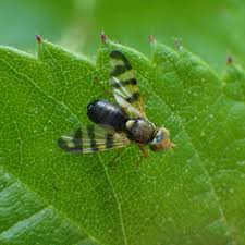 Attēlu rezultāti vaicājumam “Urophora jaceana”