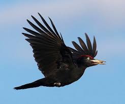 Attēlu rezultāti vaicājumam “Dryocopus martius”