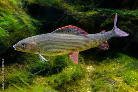 Image result for Thymallus thymallus