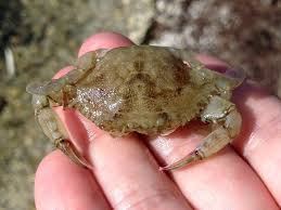 Attēlu rezultāti vaicājumam “exuvia”