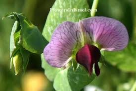 Attēlu rezultāti vaicājumam “Pisum sativum flower”