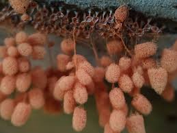 Attēlu rezultāti vaicājumam “Heterotrichia ferruginea (syn. Arcyria ferruginea)”