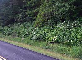 Attēlu rezultāti vaicājumam “Hydrangea arborescens subsp. discolor”