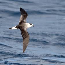 Image result for Pterodroma hasitata