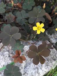 Attēlu rezultāti vaicājumam “Oxalis corniculata”