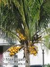 Cocos nucifera, Coconut Palm, Coco-do-baia - TopTropicals.