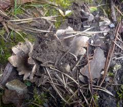 Attēlu rezultāti vaicājumam “Geopora arenicola”