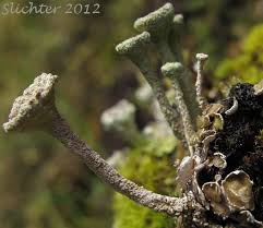 Attēlu rezultāti vaicājumam “Cladonia cornuta”