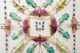 Attēlu rezultāti vaicājumam “Insecta”