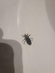 Attēlu rezultāti vaicājumam “Reduvius personatus”