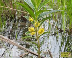 Attēlu rezultāti vaicājumam “Lysimachia thyrsiflora bud”