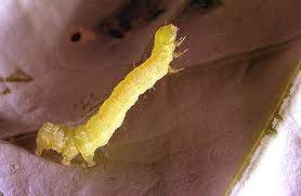 Attēlu rezultāti vaicājumam “Meloe sp. larva”