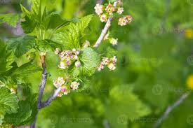 Attēlu rezultāti vaicājumam “Ribes rubrum flower”