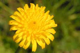 Attēlu rezultāti vaicājumam “Leontodon hispidus flower”