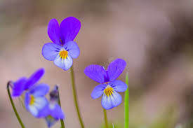 Attēlu rezultāti vaicājumam “Viola tricolor flower”