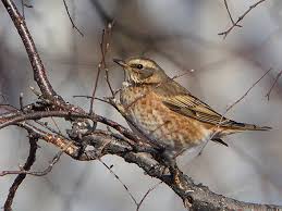 Image result for Turdus naumanni