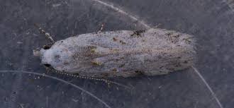 Attēlu rezultāti vaicājumam “Carpatolechia alburnella”