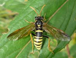 Attēlu rezultāti vaicājumam “Tenthredo scrophulariae”
