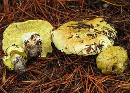 Attēlu rezultāti vaicājumam “Tricholoma flavovirens”