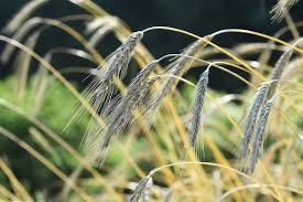 Image result for Secale cereale