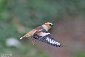 Attēlu rezultāti vaicājumam “Coccothraustes coccothraustes adult”