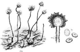 Attēlu rezultāti vaicājumam “Chaenotheca furfuracea”