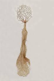 Attēlu rezultāti vaicājumam “Licea minima spores”