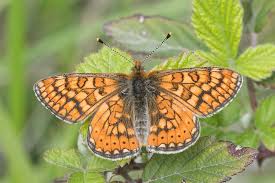 Attēlu rezultāti vaicājumam “Euphydrias aurinia”