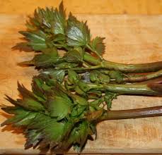 Attēlu rezultāti vaicājumam “Levisticum officinale leaf”