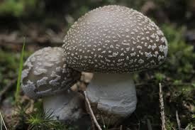 Attēlu rezultāti vaicājumam “Amanita excelsa”