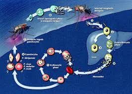 Attēlu rezultāti vaicājumam “Diachea muscorum plasmodium”